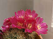 Sulcorebutia crispata