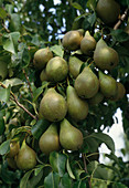Pyrus 'Conference' (pear)