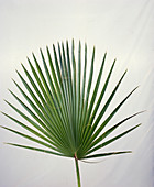 Washingtonia