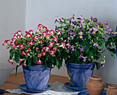 Torenia hybrid