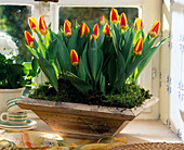 Tulips 'Stresa'