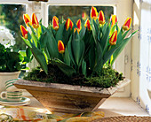 Tulpen 'Stresa'