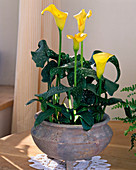 Zantedeschia aethiopica