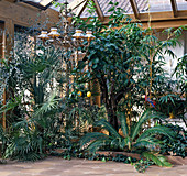 Conservatory with Trachycarpus, Citrus, Cycas