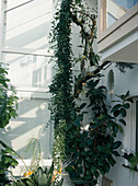 Kletterpflanze, Ficus elastica