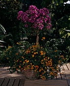 Bougainvillea Glabra, Streptosolen jamesonii