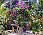 Tibouchina urvilleana, Nerium Oleander, Citrus, Euryops chrysanthemoides