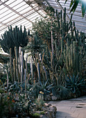 Succulents and cacti: Euphorbia, Agaves, Dracaena