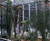 Sukkulente Im Wintergarten: Euphorbia tirucalli