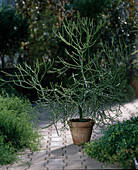 Euphorbia tirucalli (Bleistiftbaum)