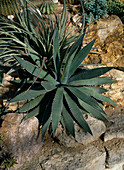 Agave lophanta