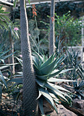 Aloe hybrid