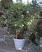 Jasminum officinalis (jasmine)