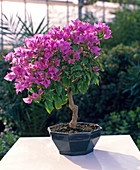 Bougainvillea in the winter garden