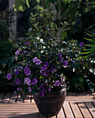 Brunfelsia hybrid