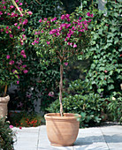 Bougainvillea glabra