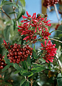 Cestrum elegans