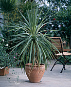 Cordyline australis