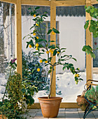 Citrus limon in the winter garden (lemon)