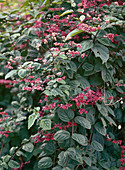Clerodendron-Hybride