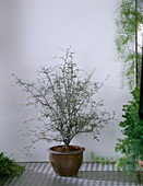 Corokia cotoneaster (Zigzag shrub)
