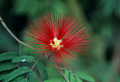 Calliandra tweedii