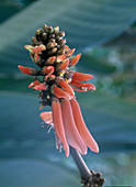 Erythrina lysistemon