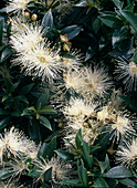 Eugenia myrtifolia (Syn. Syzygium)