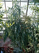Eucalyptus caldulensis
