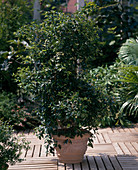Eugenia paniculata