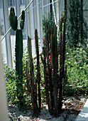 Euphorbia in the winter garden