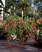 Fuchsia hybrid 'Charming'