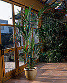 Howea forsteriana in the winter garden: Kentia palm (synonym: Howea belmoreana)