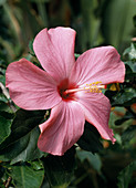 Hibiscus rosa-sinensis