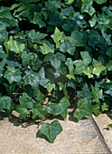 Hedera helix in the conservatory as ground cover: ivy