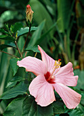 Hibiscus rosa-sinensis