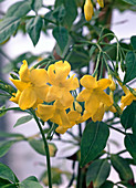 Jasminum humile 'revolutum'