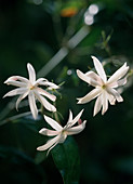 Jasminum nitidum