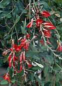 Kennedia coccinea (Purpurbohne)