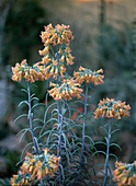 Kalanchoe tubiflora