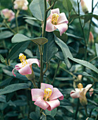 Lagunaria patersonii