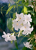 Mandevilla laxa