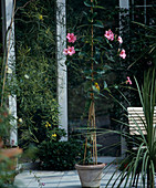 Mandevilla 'Alice Du Pont'