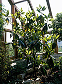 Magnolia grandiflora