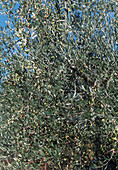 Olea europaea