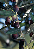 Olea europaea (Olive tree)