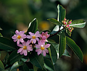 Pereskia aculeata