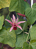 Passiflora sanguinolenta