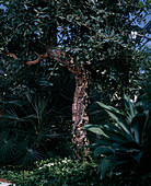 Quercus suber (Korkeiche)