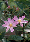 Pereskia aculeata